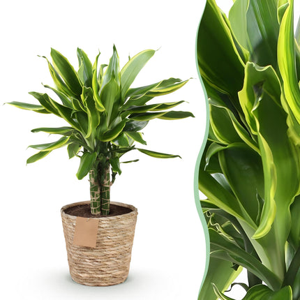 Dracaena fragrans Golden Coast - Drakenbloedboom + cesta - Verde - 1 planta - Maceta 17 cm - Altura 50-55 cm