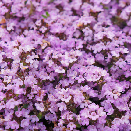 48x Thymus praecox 'Purple Beauty' - ↕10-25cm - Ø9cm