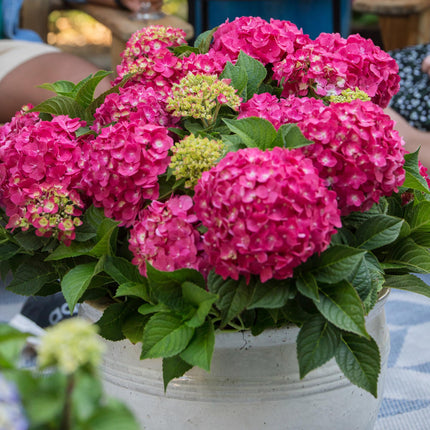 Hortensia Rood - Hydrangea Endles Summer Summer Love Red - 8 Planten - Pot 14cm - Hoogte 20-25cm