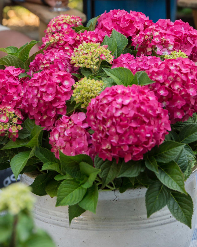 Hortensia Rood - Hydrangea Endles Summer Summer Love Red - 8 Planten - Pot 14cm - Hoogte 20-25cm