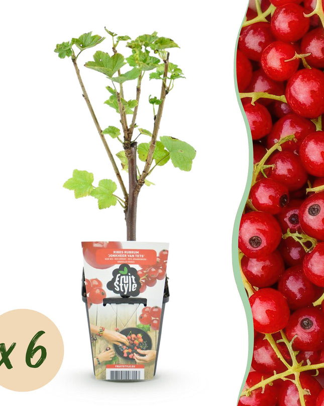 Red Currant Fruit Plants - 6 Plants - Ribes rubrum Jonkheer van Tets - Hardy in Winter - Pot 9 cm