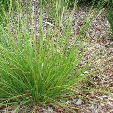 48x Sesleria autumnalis - ↕10-25cm - Ø9cm