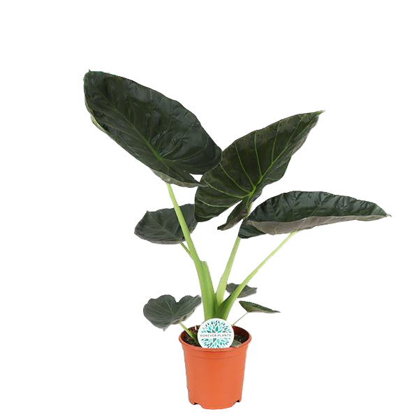 Alocasia Regal Shield - Ø21cm - ↕90cm