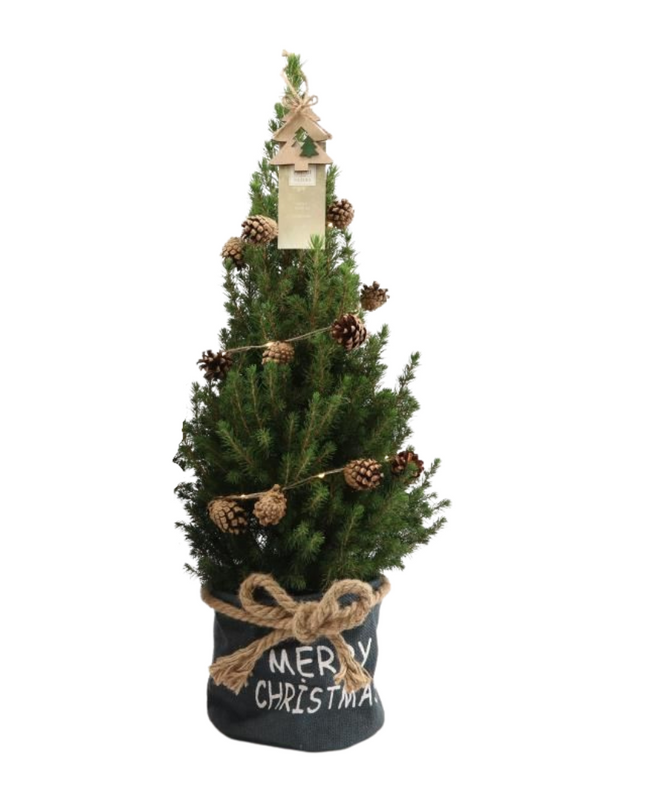Kleine Kerstboom in Xmas Bag blauw + Pine cone lichtjes incl. batterijen- 70 cm - Picea Glauca Conica -