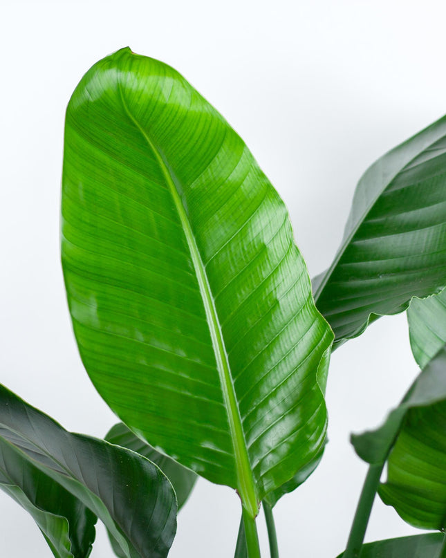 Strelitzia Nicolai XL met Torun mand - 140cm - Ø27