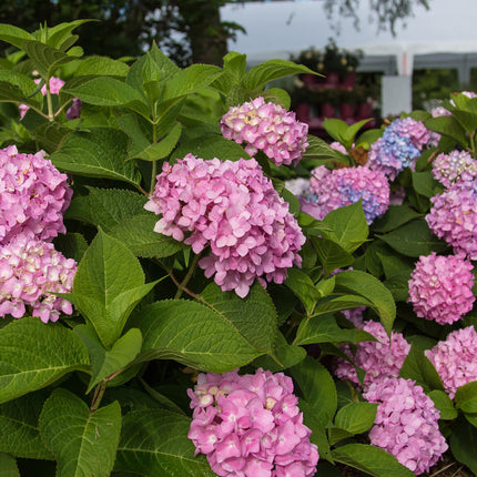 Hortensia Roze -  Hydrangea Endles Summer The Original Pink - 8 Planten - Pot 14cm -Hoogte 20-25cm