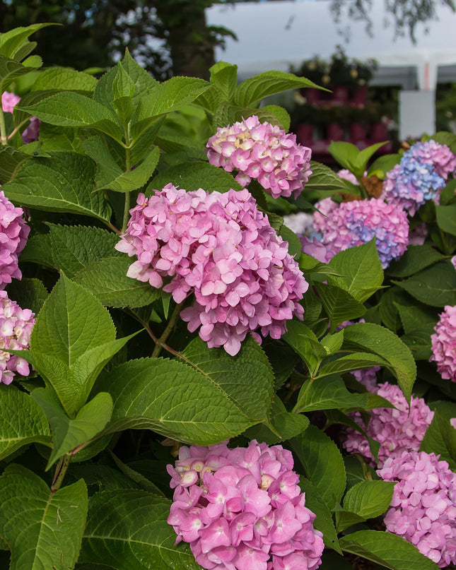 Hortensia Roze -  Hydrangea Endles Summer The Original Pink - 8 Planten - Pot 14cm -Hoogte 20-25cm