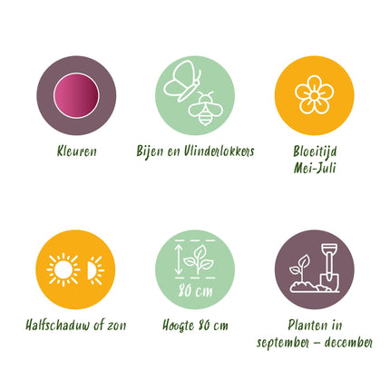 Bloembollen - Allium Sphaerocephalon - Kleur Paars - 100 stuks - Bolmaat 5/6 - XXL Pack