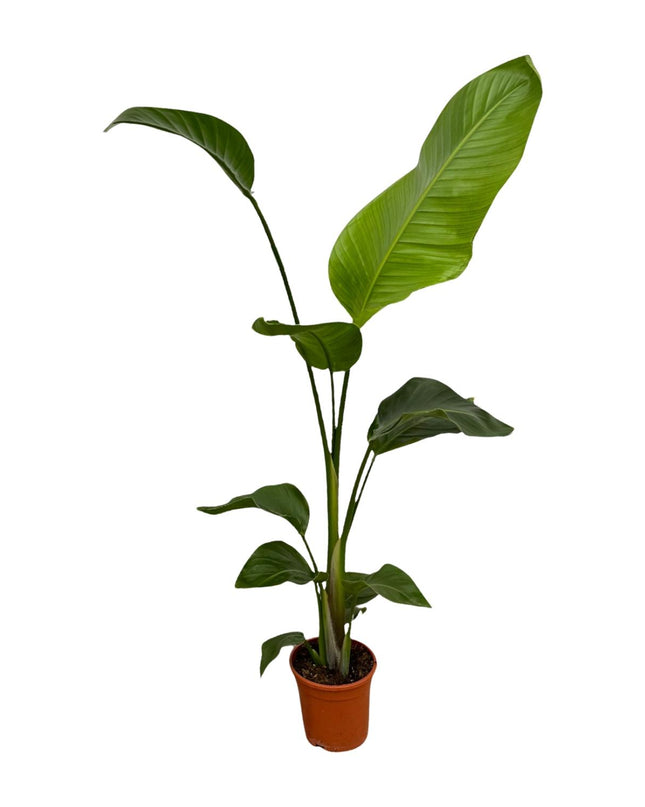 2x Strelitzia Nicolai - 100 cm - Ø17