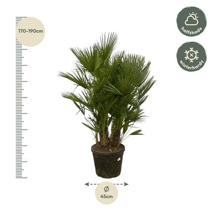 Chamaerops Humilis multi stam - 160 - 180 cm - Ø45cm