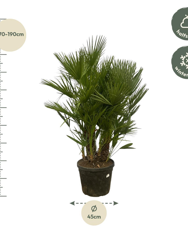 Chamaerops Humilis multi stam - 160 - 180 cm - Ø45cm