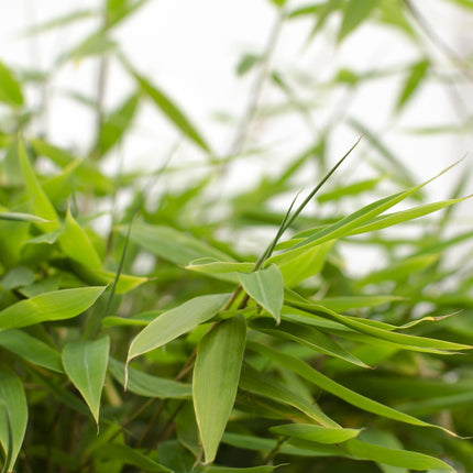 Fargesia 'Moontears'Â® Boobux - Compact groeiend, niet woekerende bamboe - Ø29cm - ↕70cm