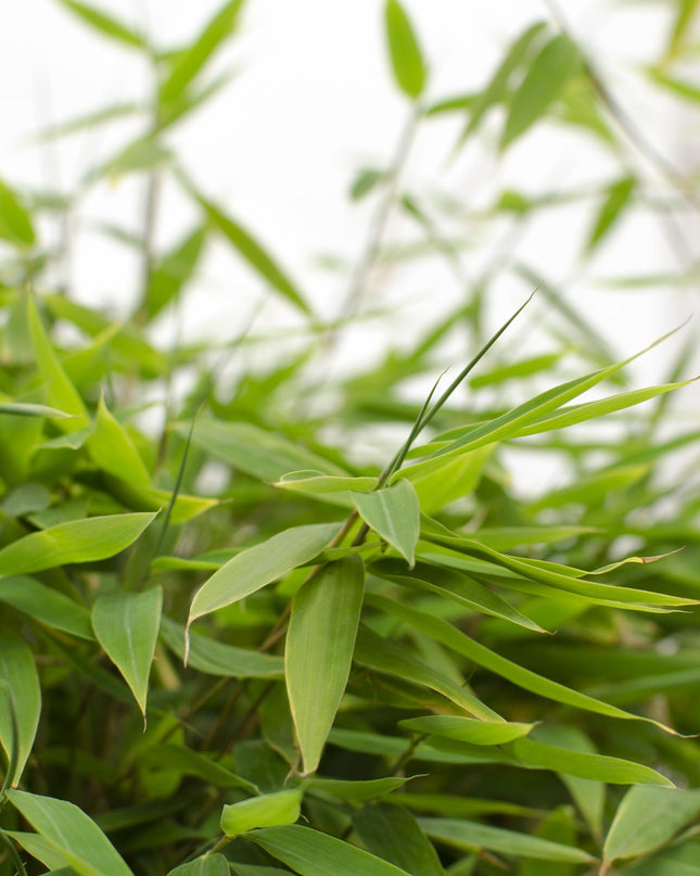 Fargesia 'Moontears'Â® Boobux - Compact groeiend, niet woekerende bamboe - Ø29cm - ↕70cm