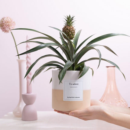 Ananas Rosita Gift "To Adore" met wenskaart - Ø12cm - ↕35cm