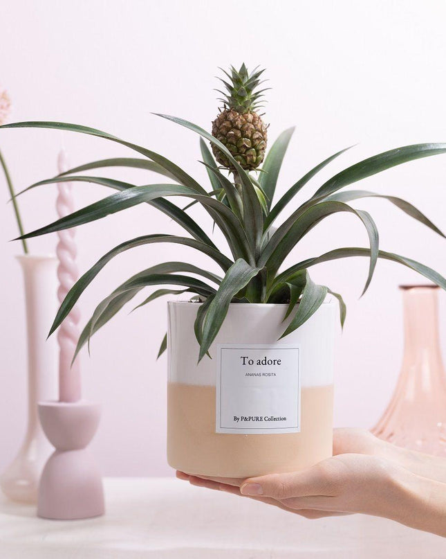 Ananas Rosita Gift "To Adore" met wenskaart - Ø12cm - ↕35cm