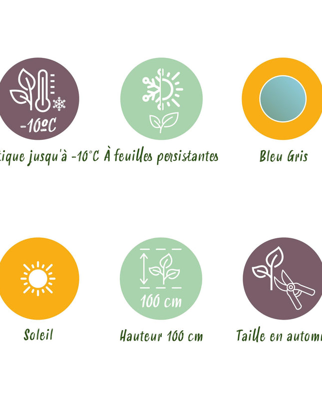 Albero di eucalipto - Eucalyptus gunni - 6 pezzi - Vaso 14cm Altezza 30cm