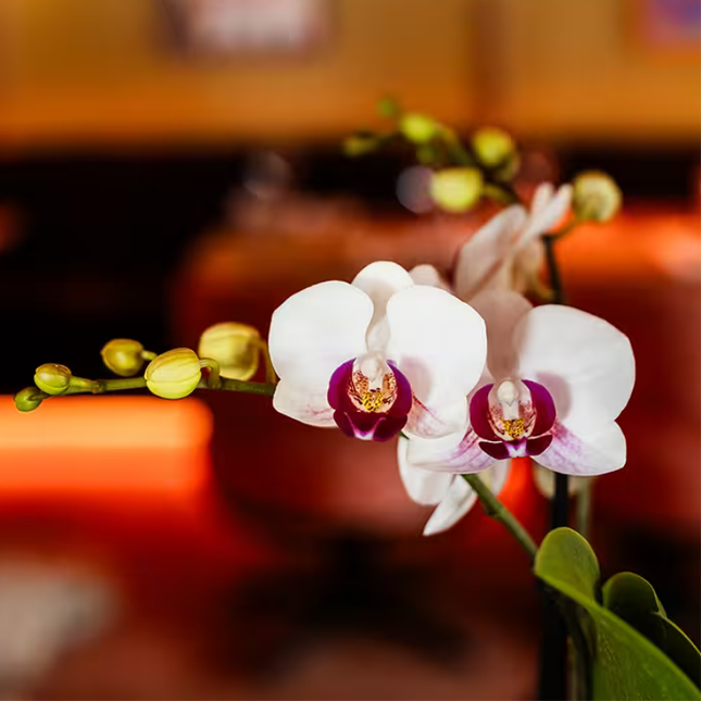 Set regalo Large White | orchidea Gibraltar Ø9cm + piante verdi – incl. vasi decorativi, supporto & vassoio in vimini – fresco dal coltivatore