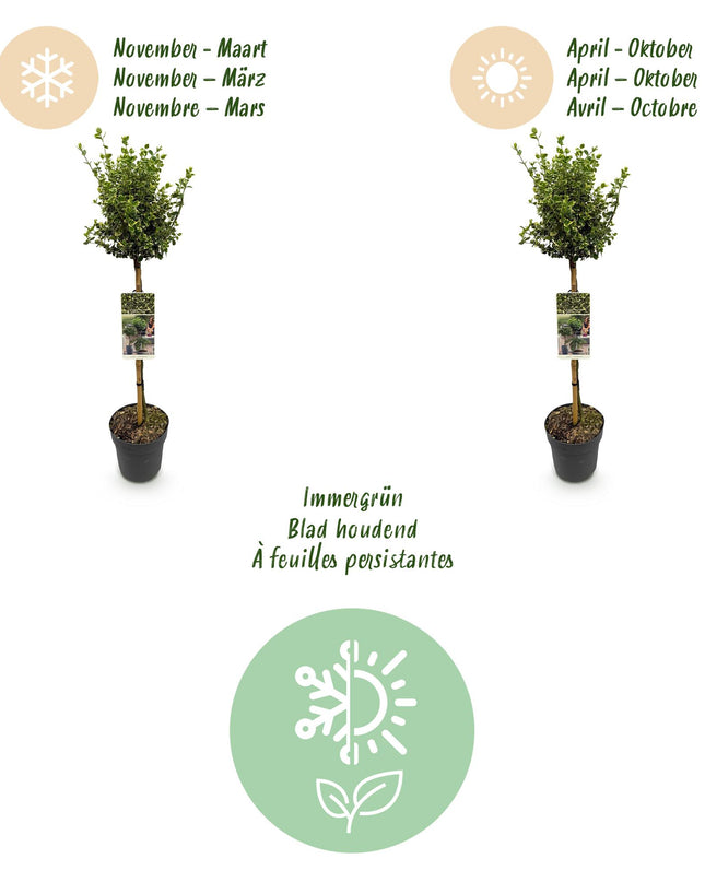 Euonymus fortunei Harlequin - Sempreverde - Resistente al freddo - Foglia verde-bianca - Vaso 19 cm Altezza 90 cm