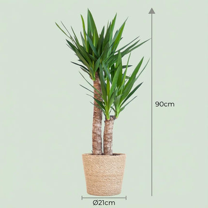 Yucca Elephantipes con cesta di erba marina naturale - 90cm - Ø21