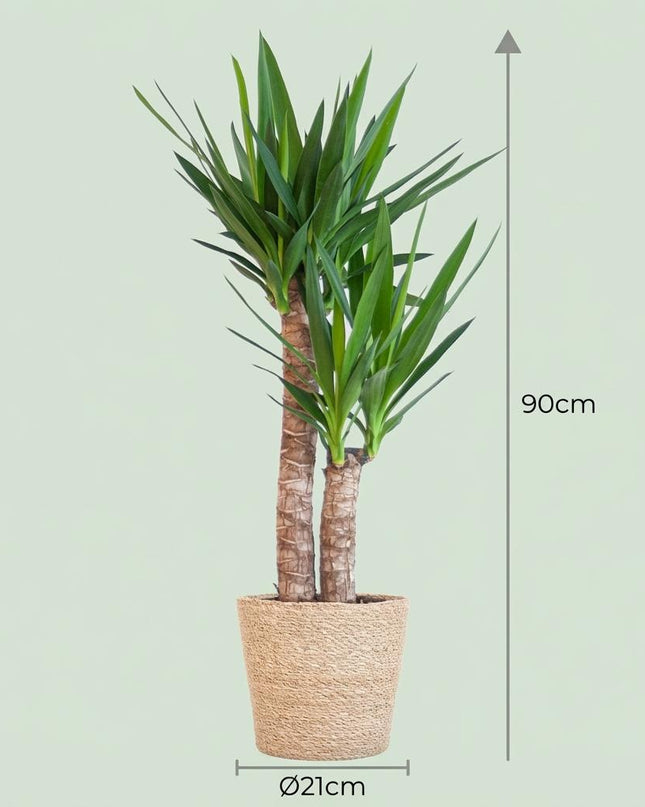 Yucca Elephantipes con cesta di erba marina naturale - 90cm - Ø21
