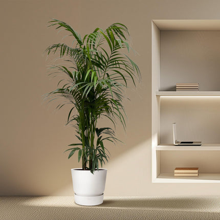 Kentia-Palme - 220 cm - ø38