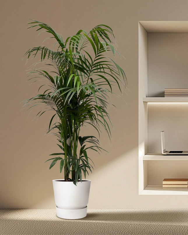 Kentia-Palme - 220 cm - ø38