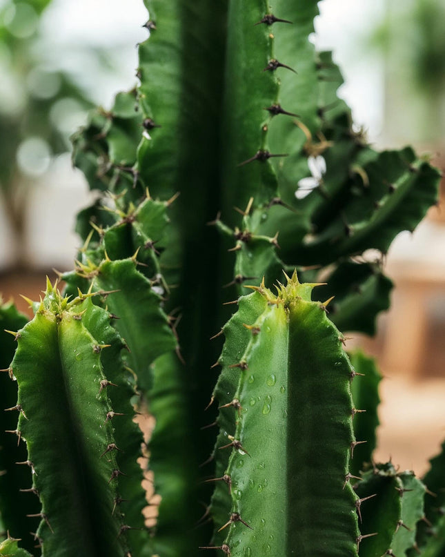 Euphorbia eritrea - Afrikanischer Milchbaum 2 Stück - Topf 17 cm - Höhe 60 cm