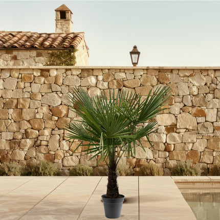 Trachycarpus Fortuneii - 160-180cm - Ø30 - 🚚 Envío Gratis