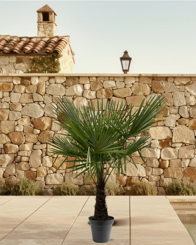 Trachycarpus Fortuneii - 160-180cm - Ø30 - 🚚 Spedizione Gratis