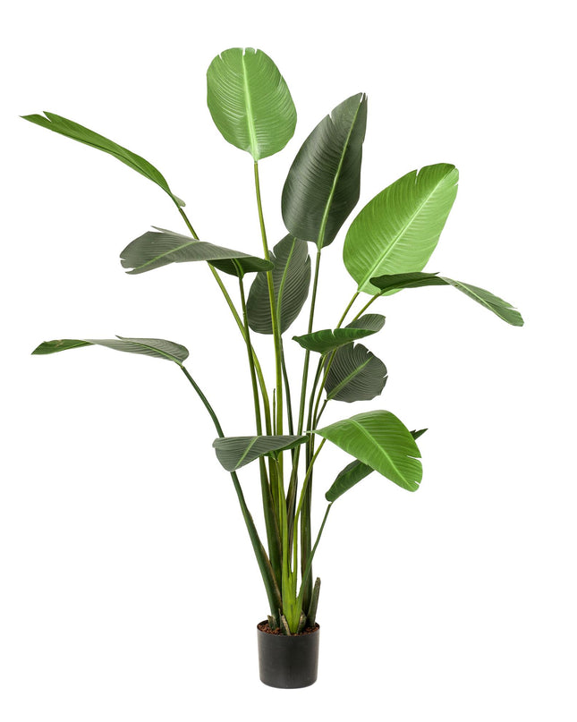 Kunstplant - Strelitzia Nicolai - Paradijsvogelbloem -  ↕ 230cm