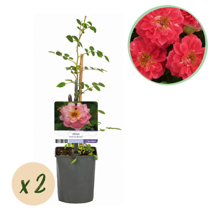 Rosa rampicante Klimroos Salmon Queen - 2 piante - Fiore rosa chiaro - Poca manutenzione - Vaso 11 cm Altezza 40 cm