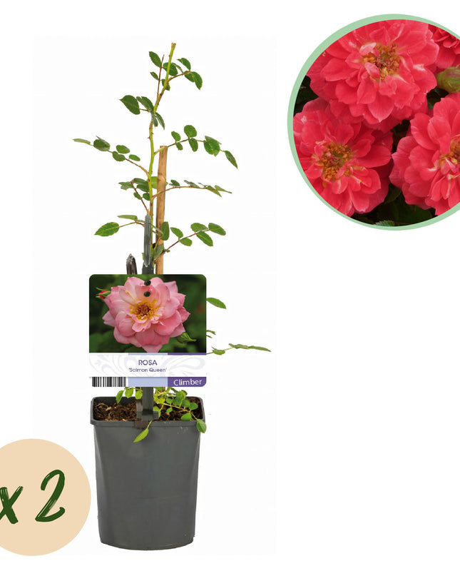 Klimroos Rosa Salmon Queen - 2 planten - Bloem Licht roze - Weinig onderhoud - Pot 11cm Hoogte 40cm