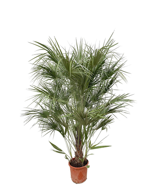 Chamaerops Humilis struik - 170cm- Ø30