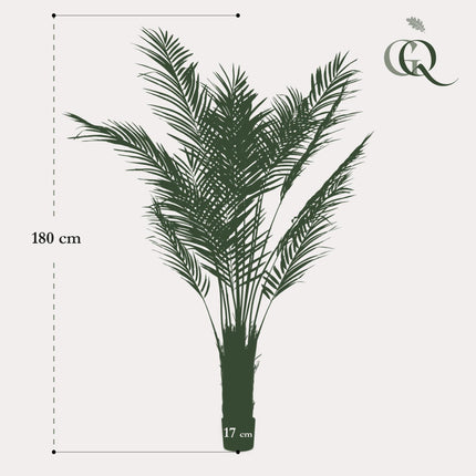 Kunstplant - Areca Lutescens - Goudpalm - ↕ 180 cm