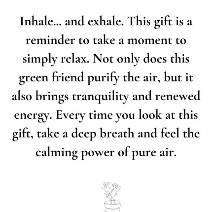 Nephrolepis Green Lady Gift "Breath" met wenskaart - Ø12cm - ↕35cm