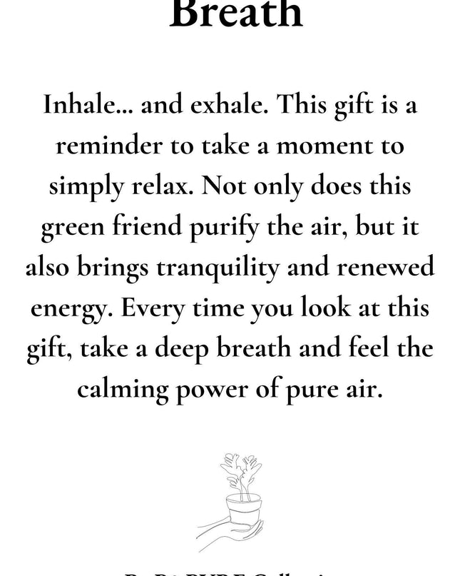 Nephrolepis Green Lady Gift "Breath" met wenskaart - Ø12cm - ↕35cm