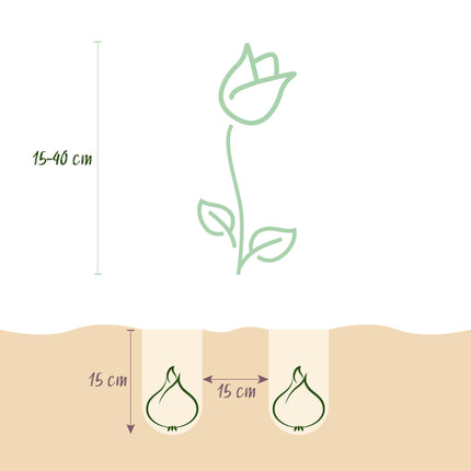Bloembollen uit Nederland - Diversen Kleuren - 125 stuks - Gift Verpakking
