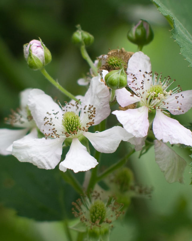 Rubus fruticosus 'Thornless Evergreen' - Doornloze Braam - Ø13cm - ↕45cm
