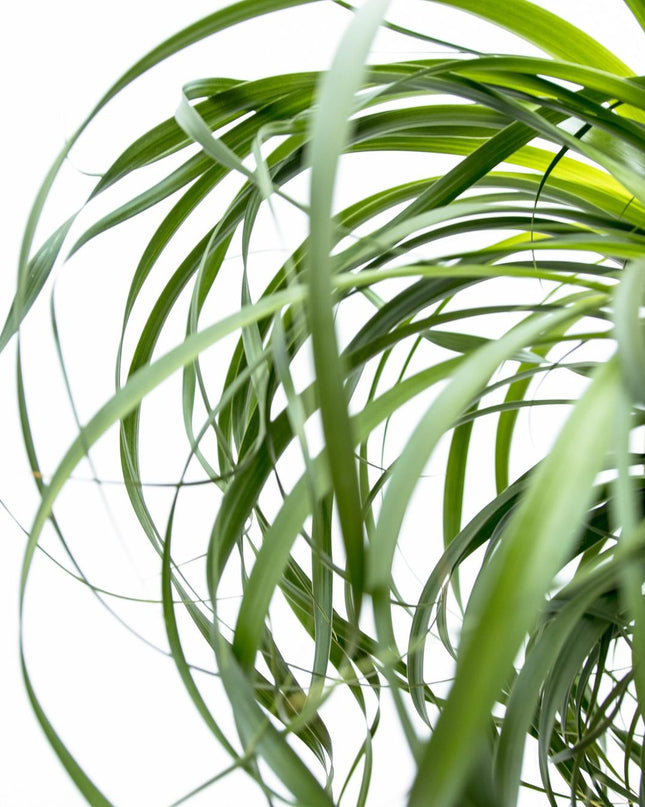 Beaucarnea XXL - 200cm