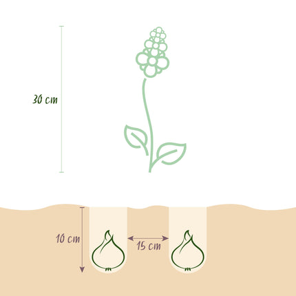 Bloembollen - Muscari Armeniacum - Kleur Blauw - 50 stuks - Bolmaat 8/9 - XXL Pack