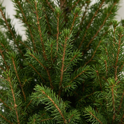 4x Kerstboom Picea glauca Conica - Kegelspar - incl. jute zak - Ø17cm - ↕65cm