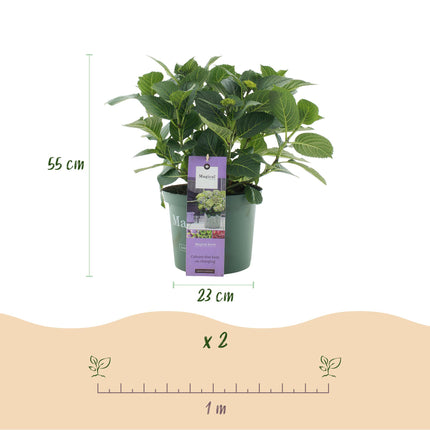 Hortensia Blauw - Hydrangea Magical Jewel Blue - 2 Planten - Pot 23cm Hoogte 55cm