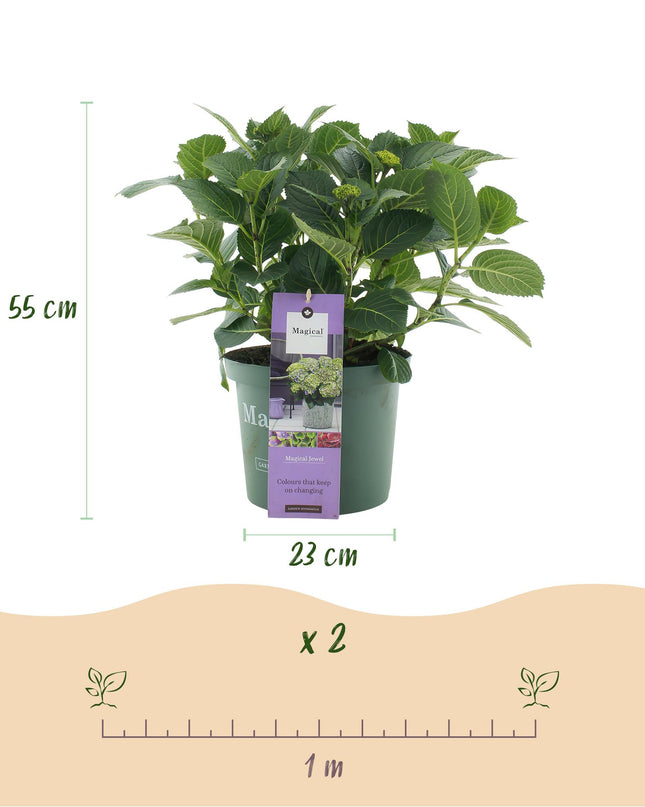 Hortensia Blauw - Hydrangea Magical Jewel Blue - 2 Planten - Pot 23cm Hoogte 55cm