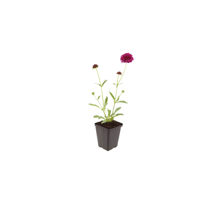 48x Knautia macedonica - ↕10-25cm - Ø9cm