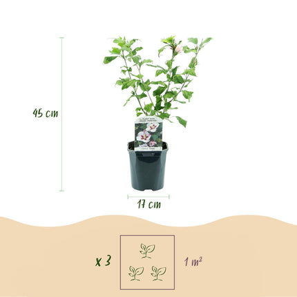 Hibiskus syriacus Hamabo - Gartenhibiskus - winterhart - weiß - rosa - 3 Pflanzen - Topf 17cm - Höhe 45cm