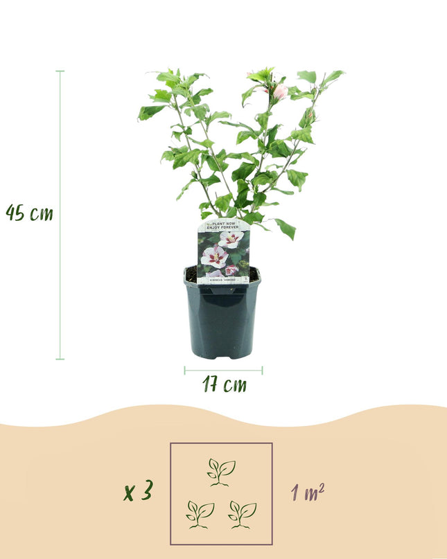 Hibiskus syriacus Hamabo - Gartenhibiskus - winterhart - weiß - rosa - 3 Pflanzen - Topf 17cm - Höhe 45cm