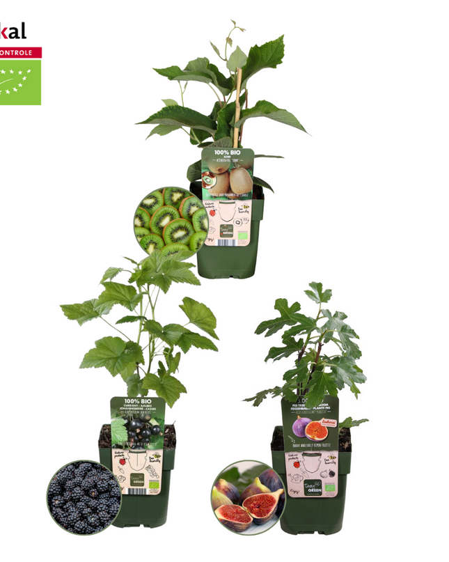 Mix di piante da frutto BIO 3 pezzi - Fico/Kiwi/Mora