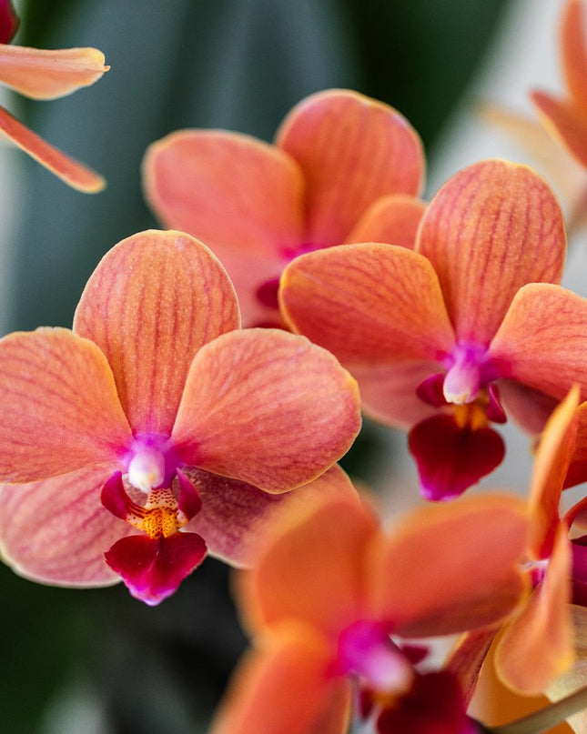 Kolibri Company | Gift set Untamed Nature | Plantenset met rode Phalaenopsis Orchidee en Succulenten incl. keramieken sierpotten