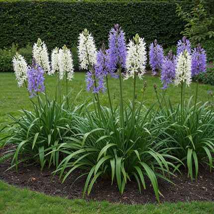 Bloembollen - Camassia Leichtlinii Mix - Kleur Paars en Wit - 5 stuks - Bolmaat 12/14 - XXL Pack