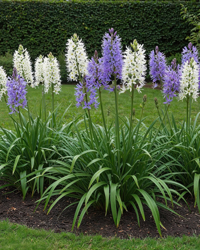 Bloembollen - Camassia Leichtlinii Mix - Kleur Paars en Wit - 5 stuks - Bolmaat 12/14 - XXL Pack